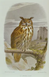 Gufo reale eurasiatico (Bubo Bubo)